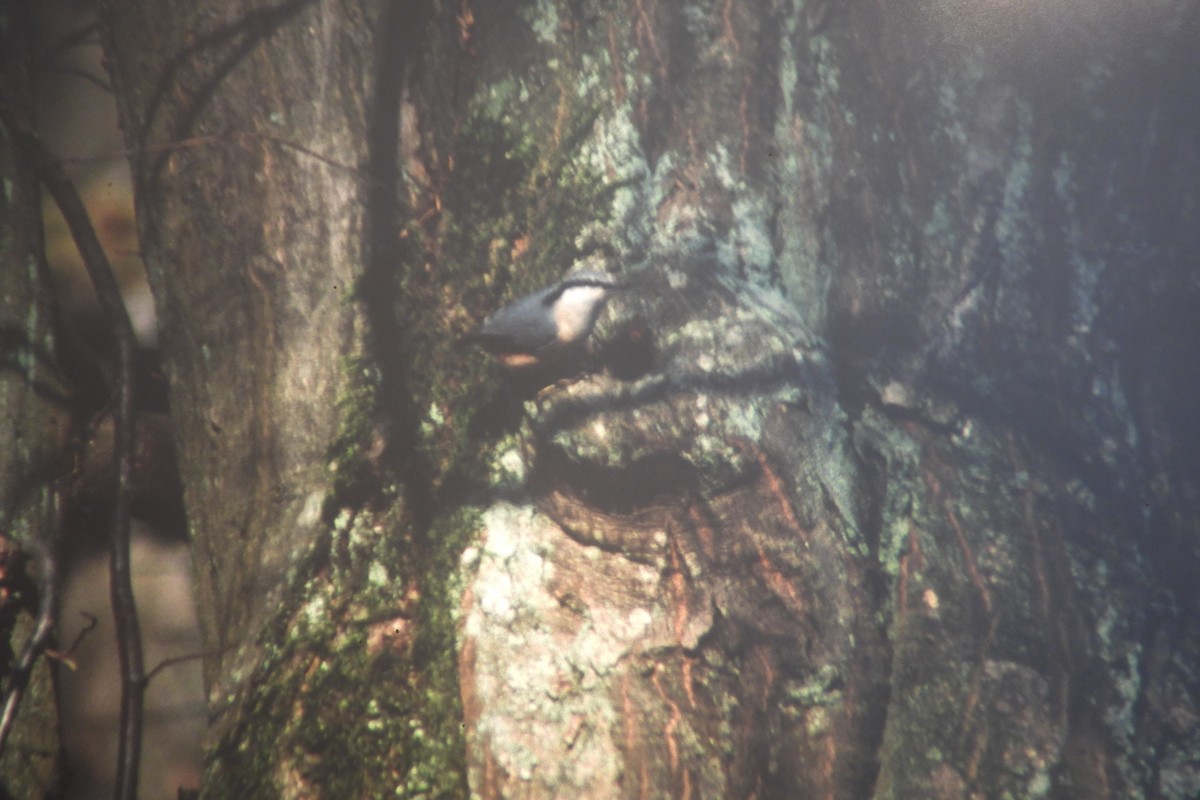 Garrapo eurasiarra - ML646969339