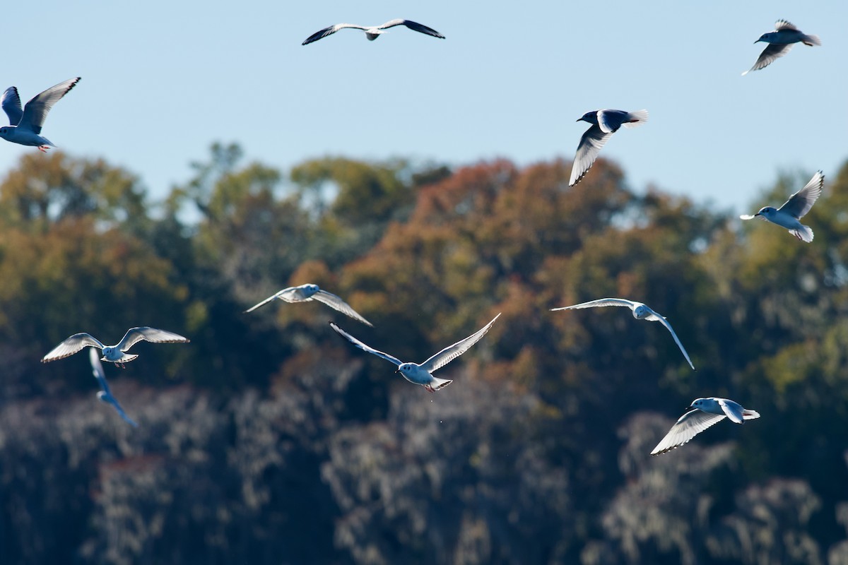 Bonaparte's Gull - ML646969340
