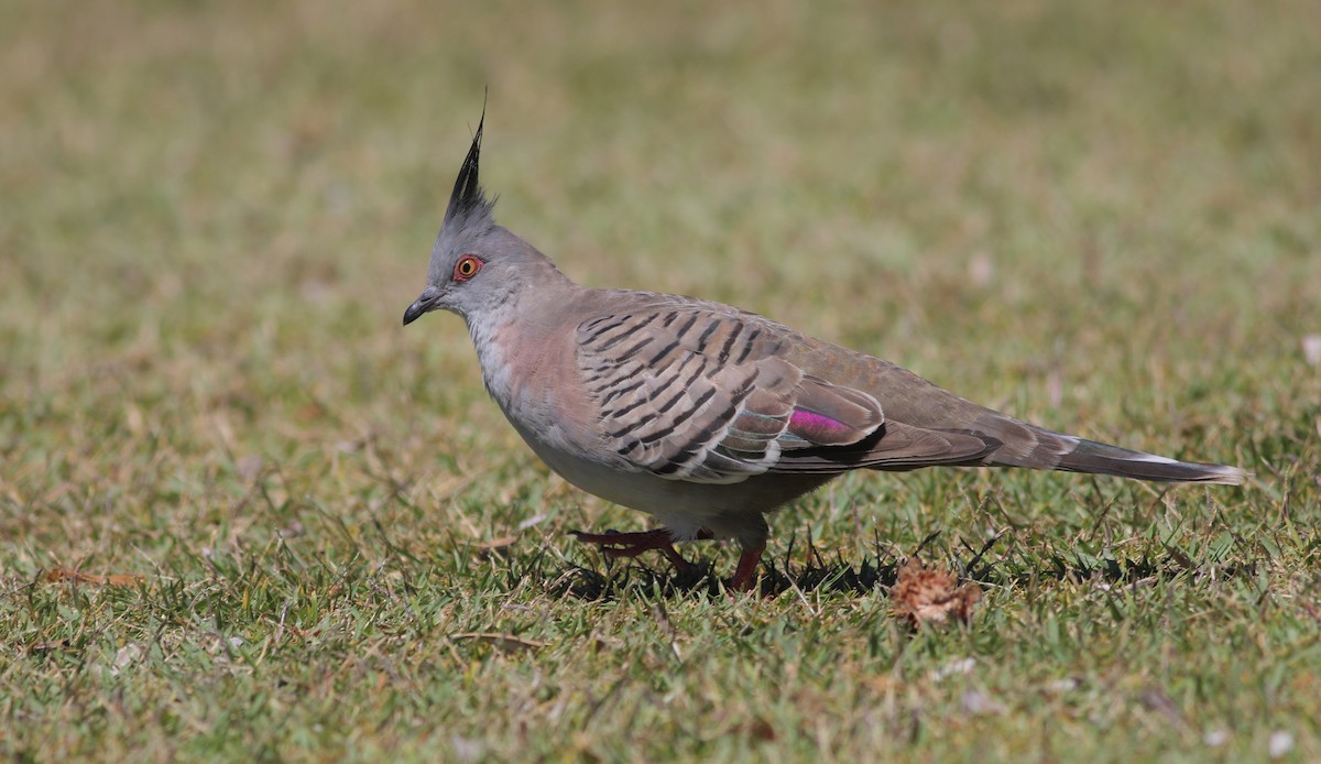 Хохлатый бронзовокрыл - ML646969343