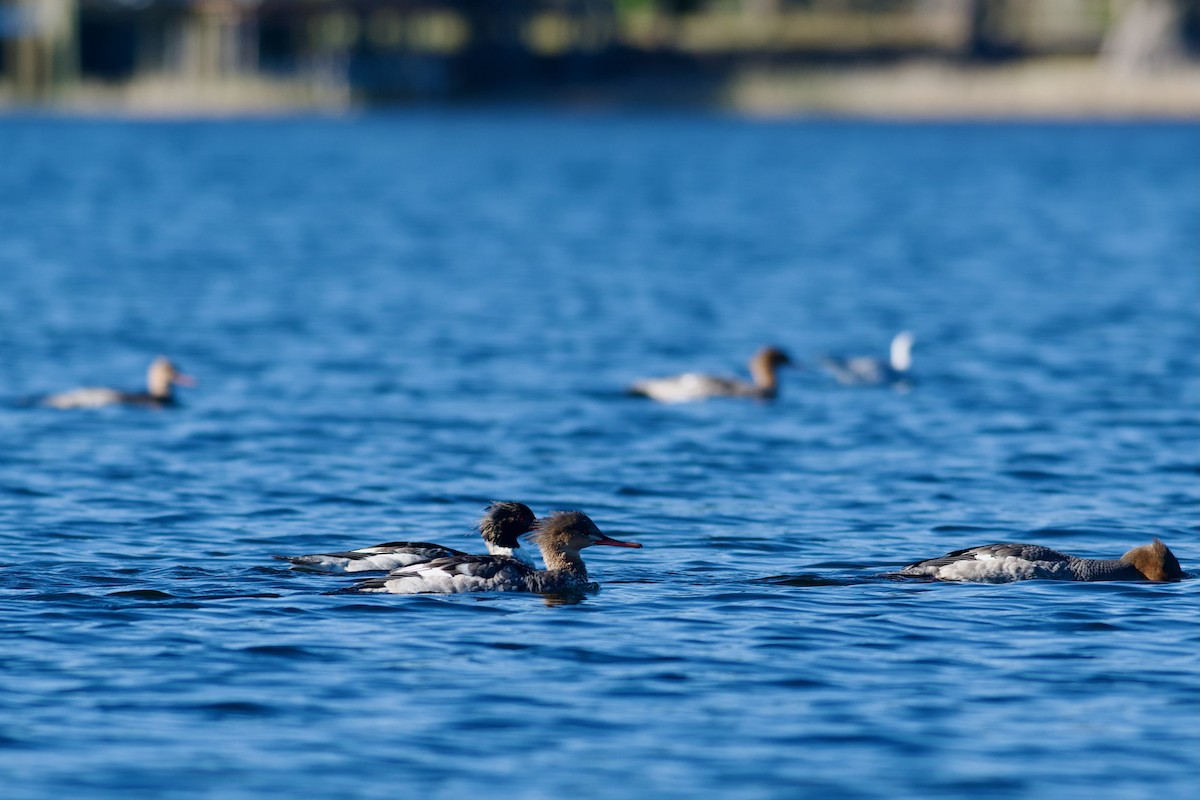Red-breasted Merganser - ML646969344