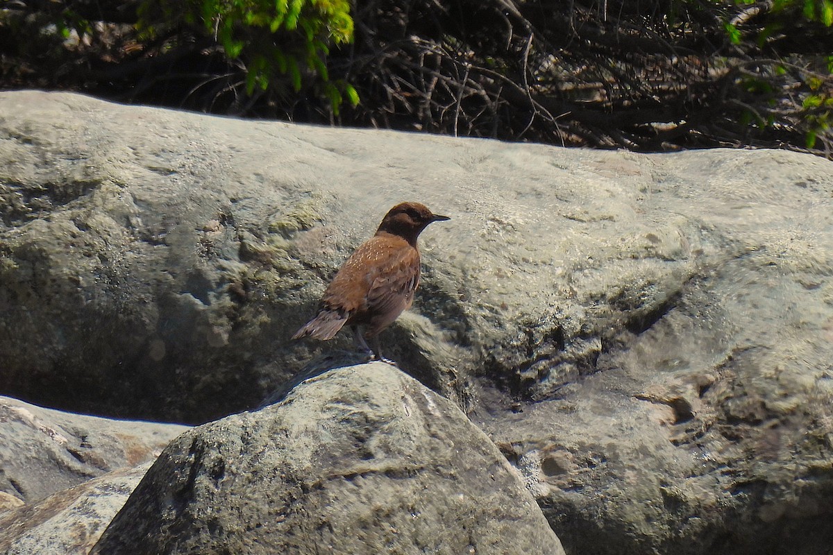 カワガラス - ML646969345