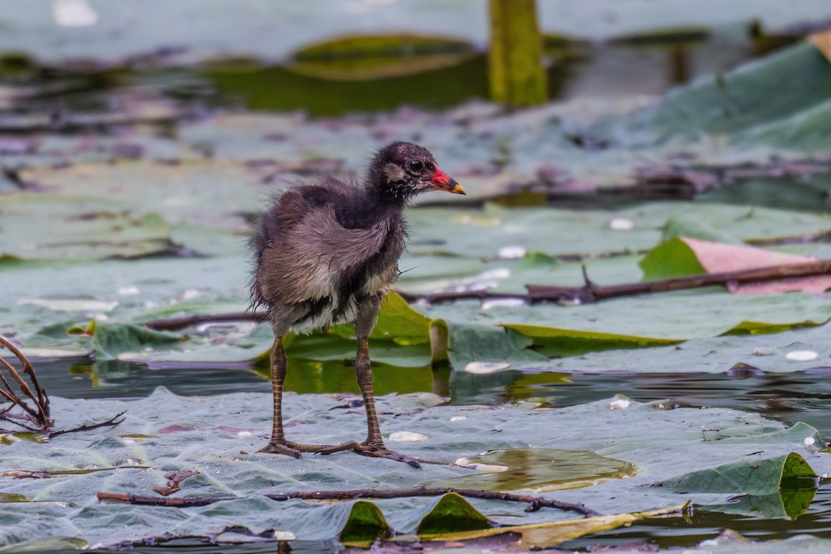 slípka zelenonohá - ML646969346