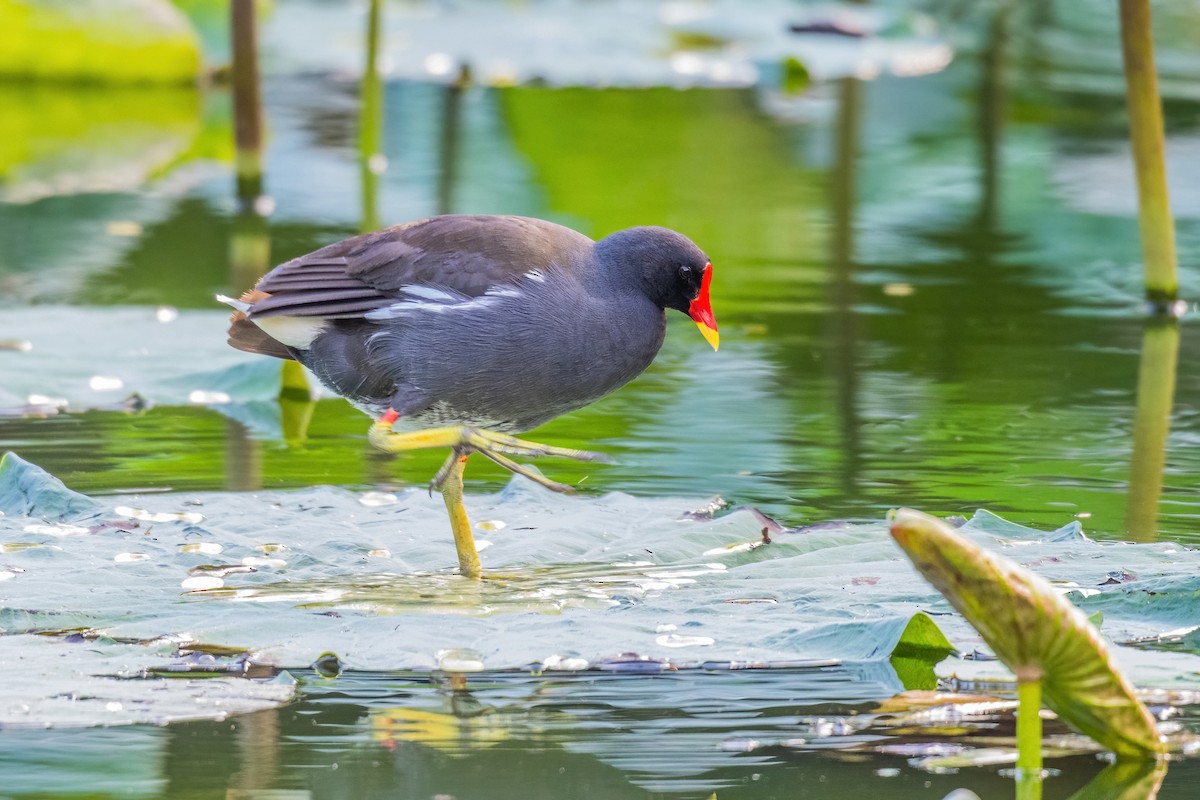 slípka zelenonohá - ML646969347