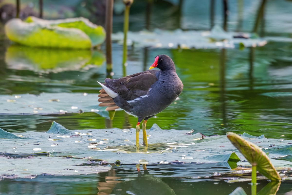 slípka zelenonohá - ML646969348