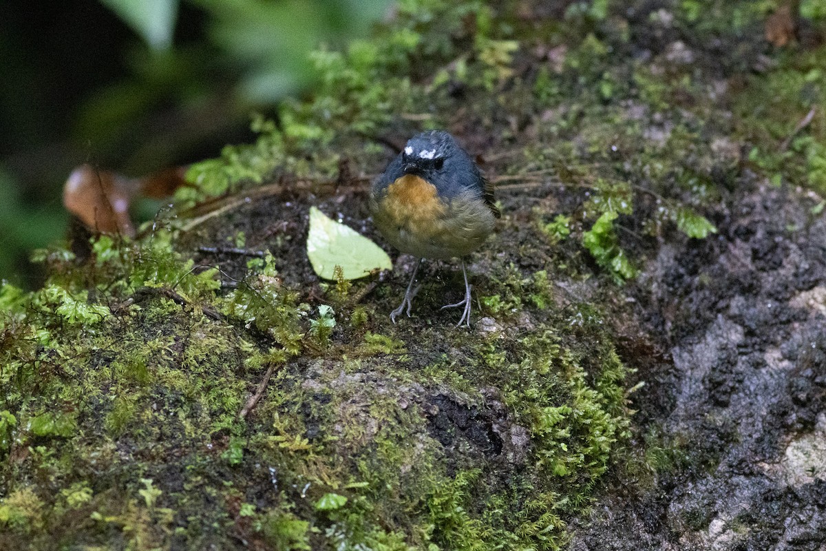 aurorafluesnapper - ML646969358