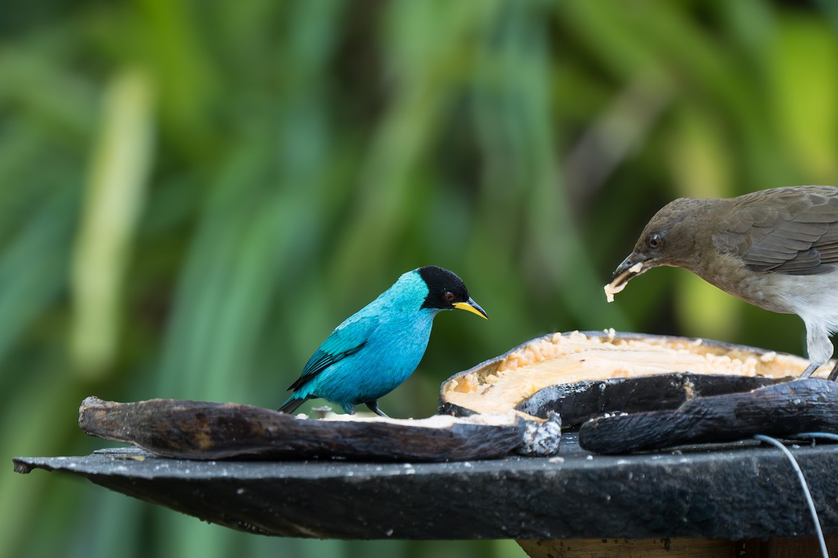 Green Honeycreeper - ML646969359