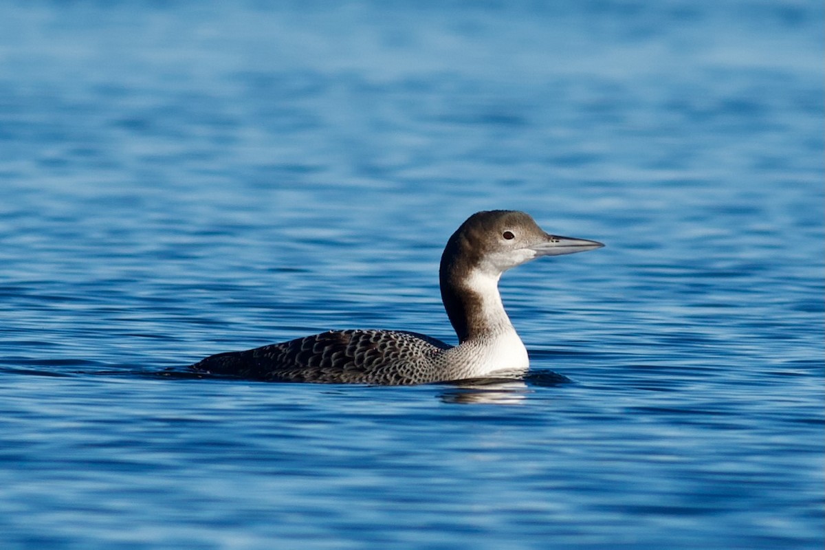 Common Loon - ML646969361