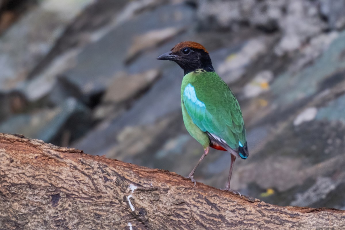Western Hooded Pitta (Chestnut-crowned) - ML646969376
