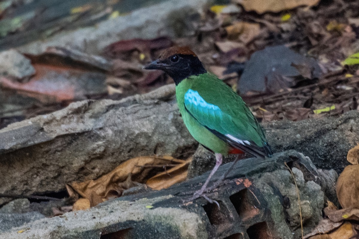 Western Hooded Pitta (Chestnut-crowned) - ML646969377