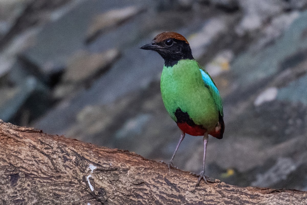Western Hooded Pitta (Chestnut-crowned) - ML646969378