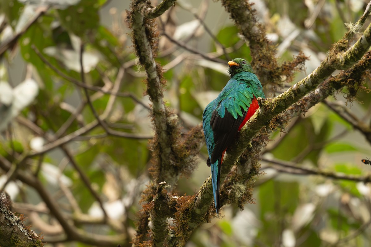 Goldkopftrogon - ML646969383