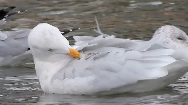 Мартин полярний - ML646969388