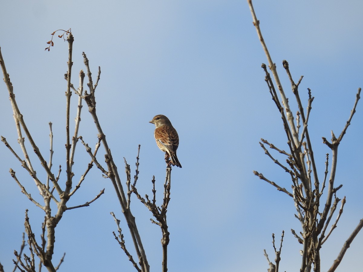 Eurasian Linnet - ML646969389