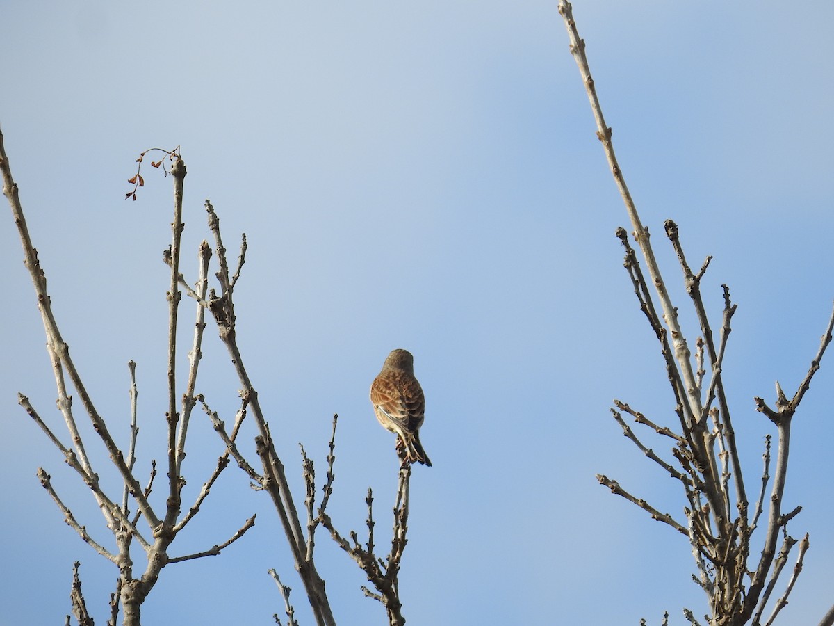 Eurasian Linnet - ML646969390