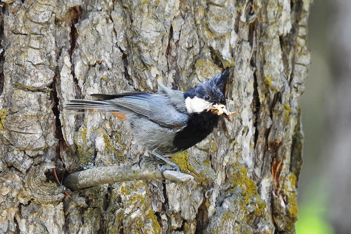 アカエリシジュウガラ - ML646969391