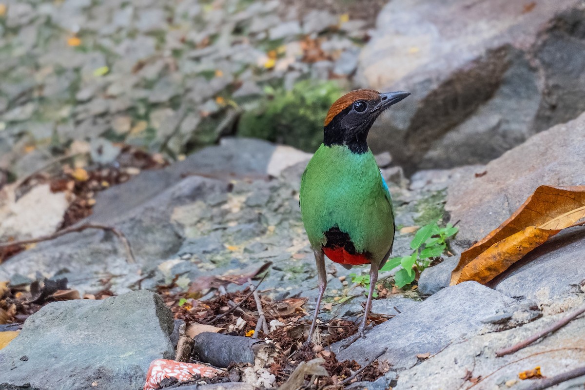 Western Hooded Pitta (Chestnut-crowned) - ML646969396