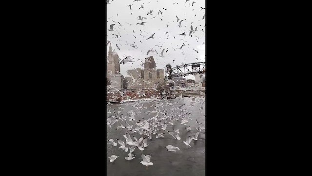 Мартин делаверський - ML646969404