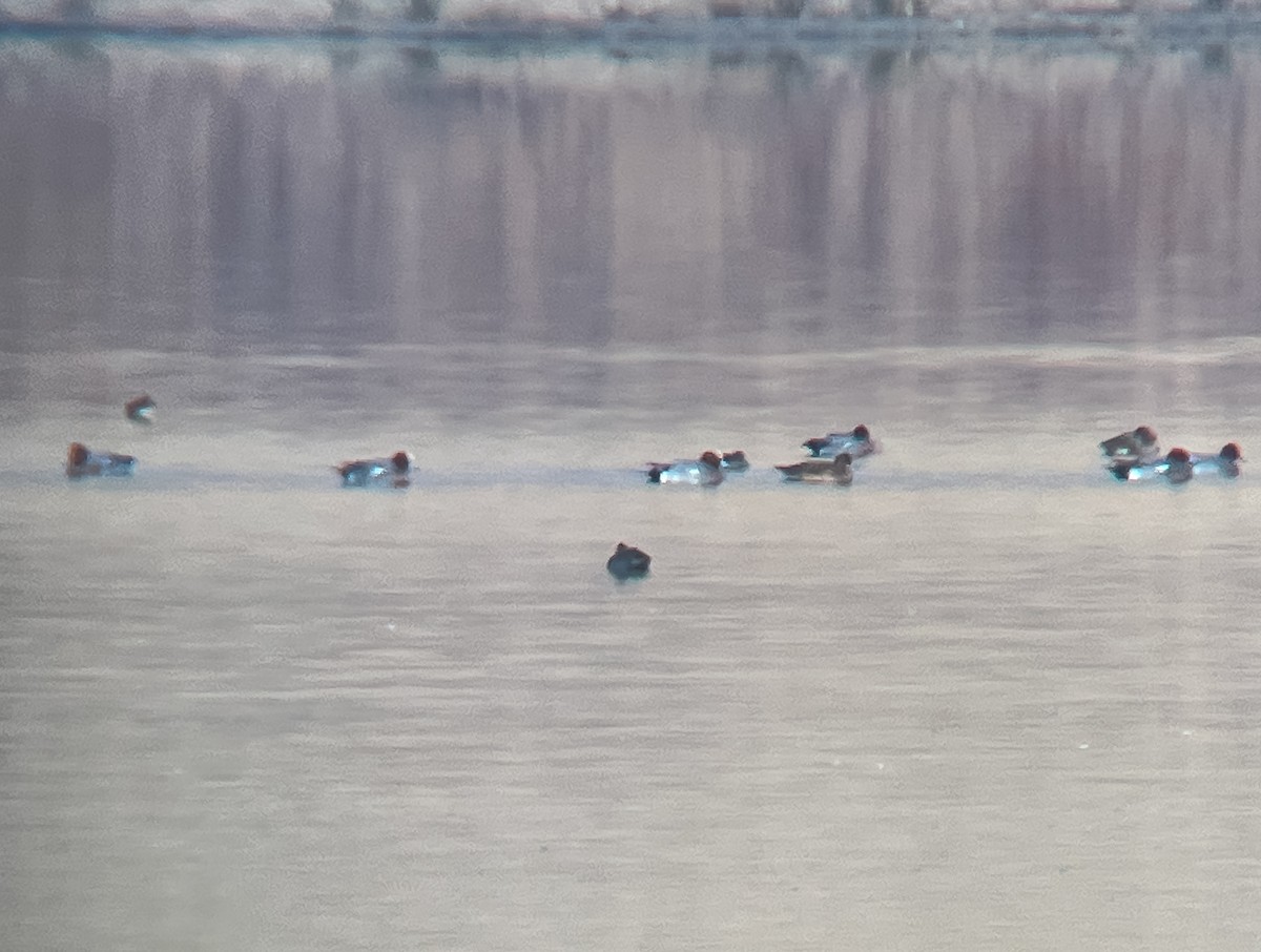 Silbón Europeo - ML646969405