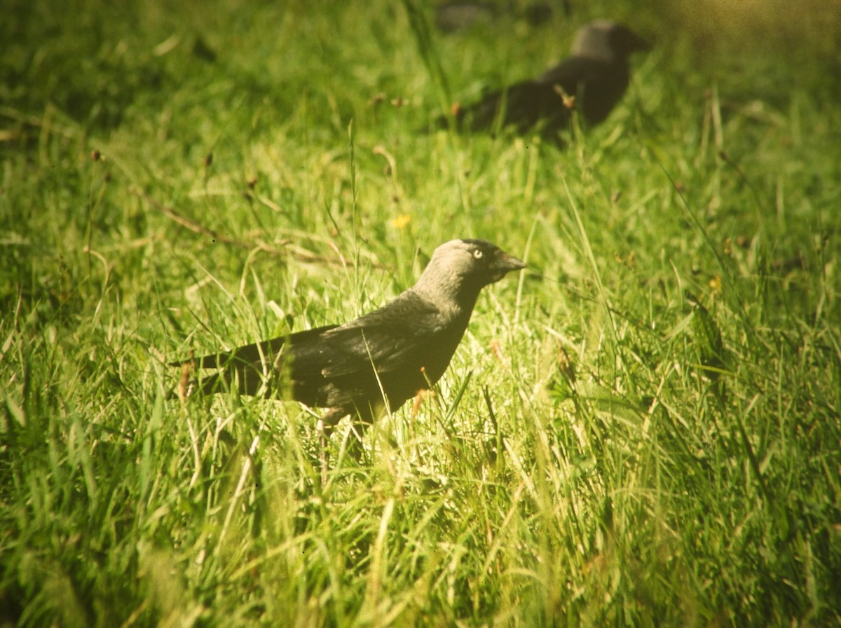 kavka obecná - ML646969414