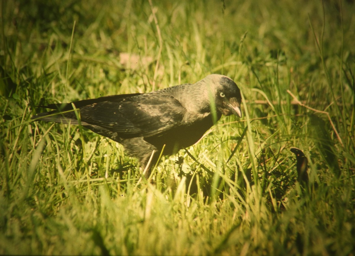 kavka obecná - ML646969416