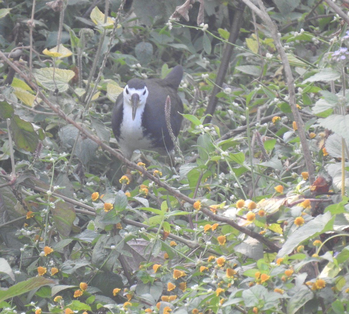 White-breasted Waterhen - ML646969422