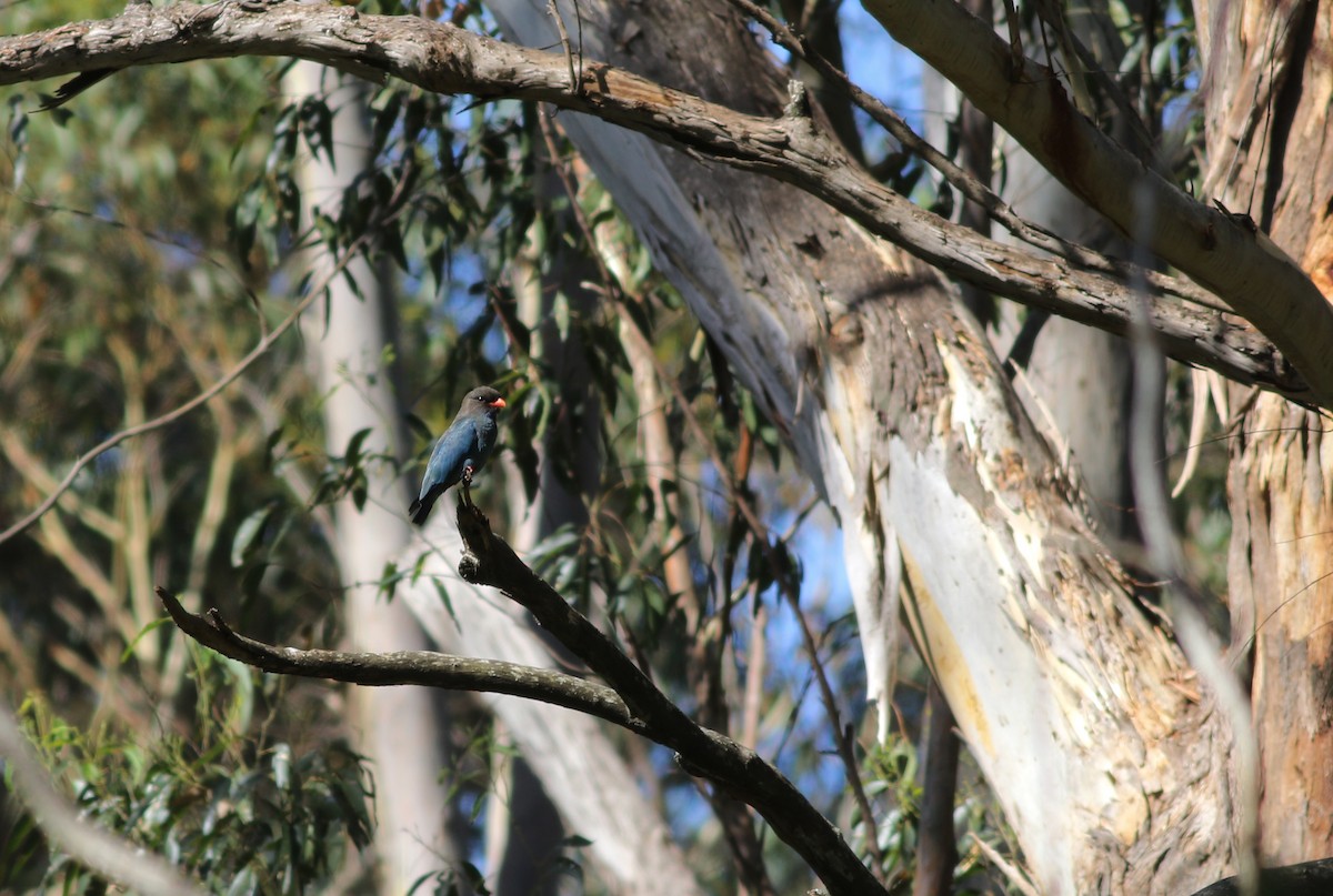 Восточный широкорот - ML646969423