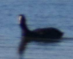 sothøne - ML646969424