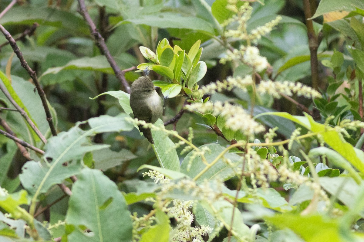 Yellow-browed Tit - ML646969430