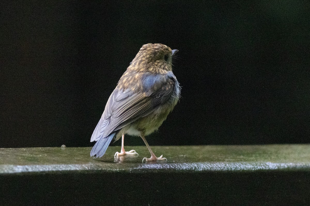 muscicapid sp. - ML646969433