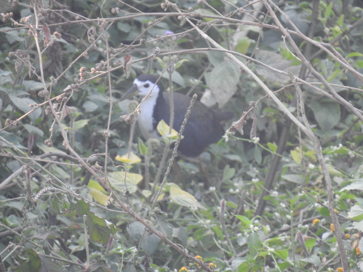 White-breasted Waterhen - ML646969438