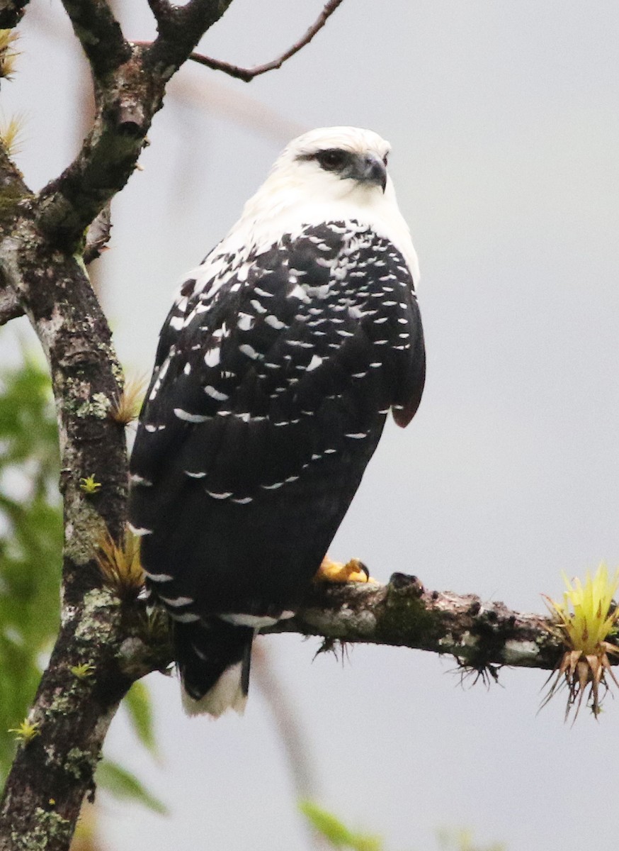 White Hawk - ML646969447