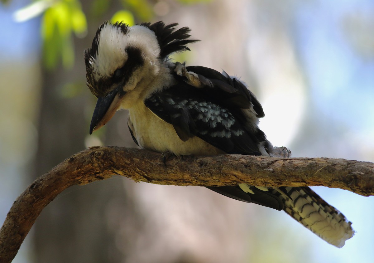 Смеющаяся кукабара - ML646969449