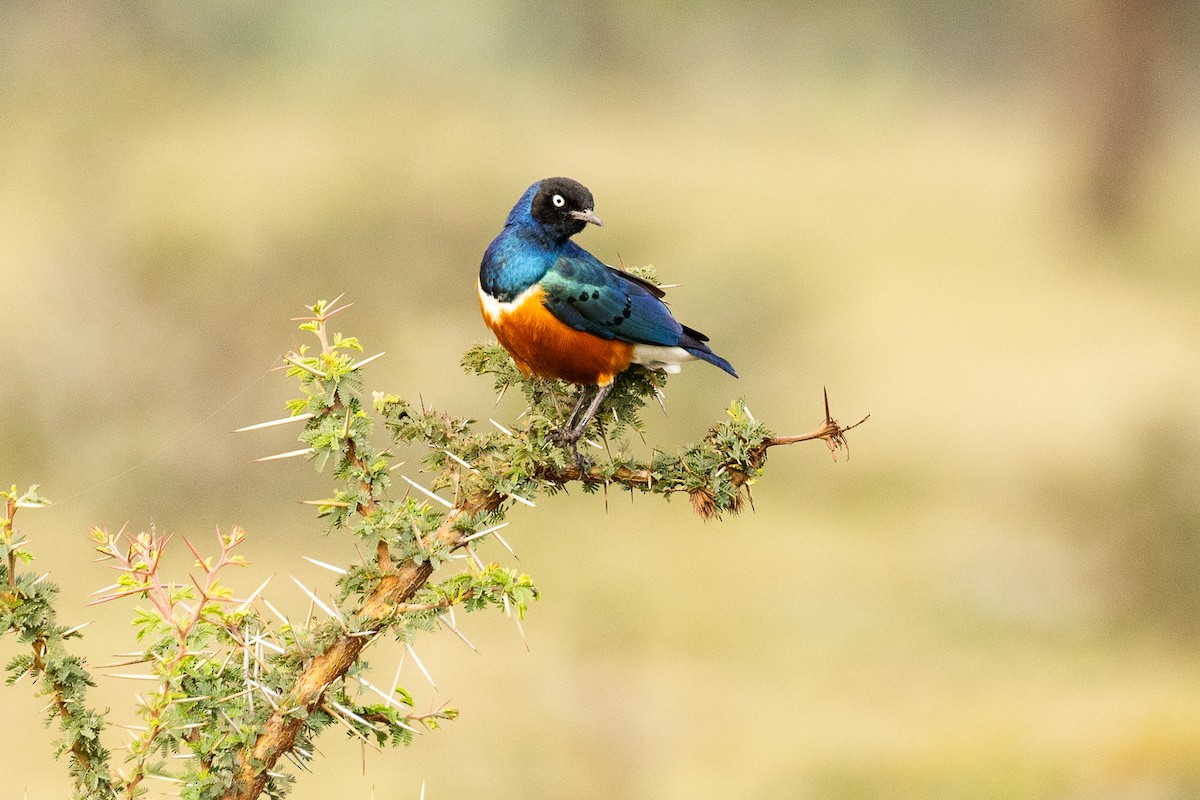 Superb Starling - ML646969450