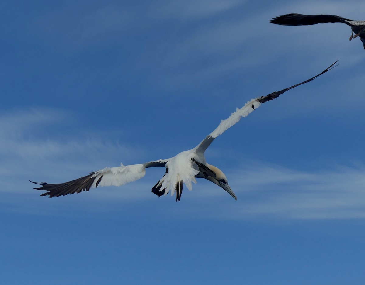 סולה מצויה - ML646969451