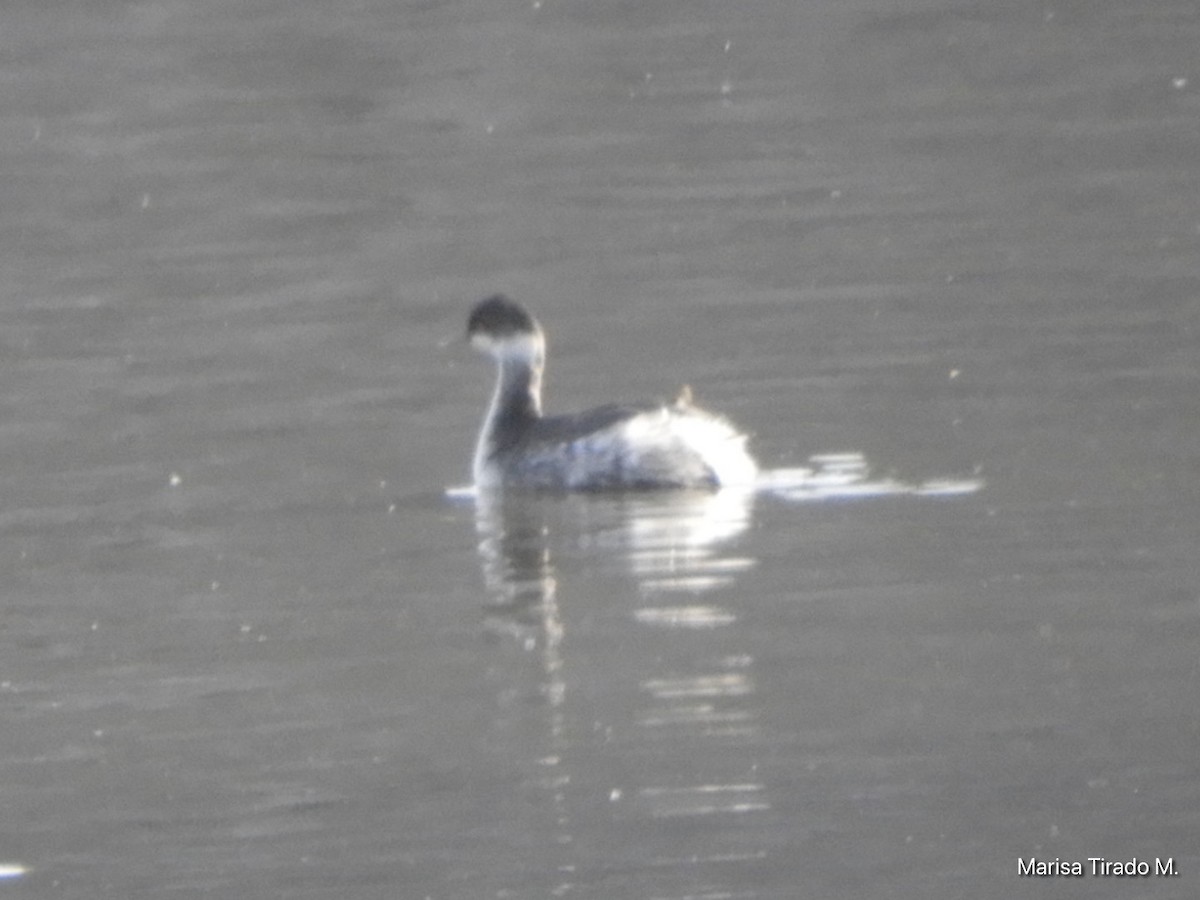 Eared Grebe - ML646969452