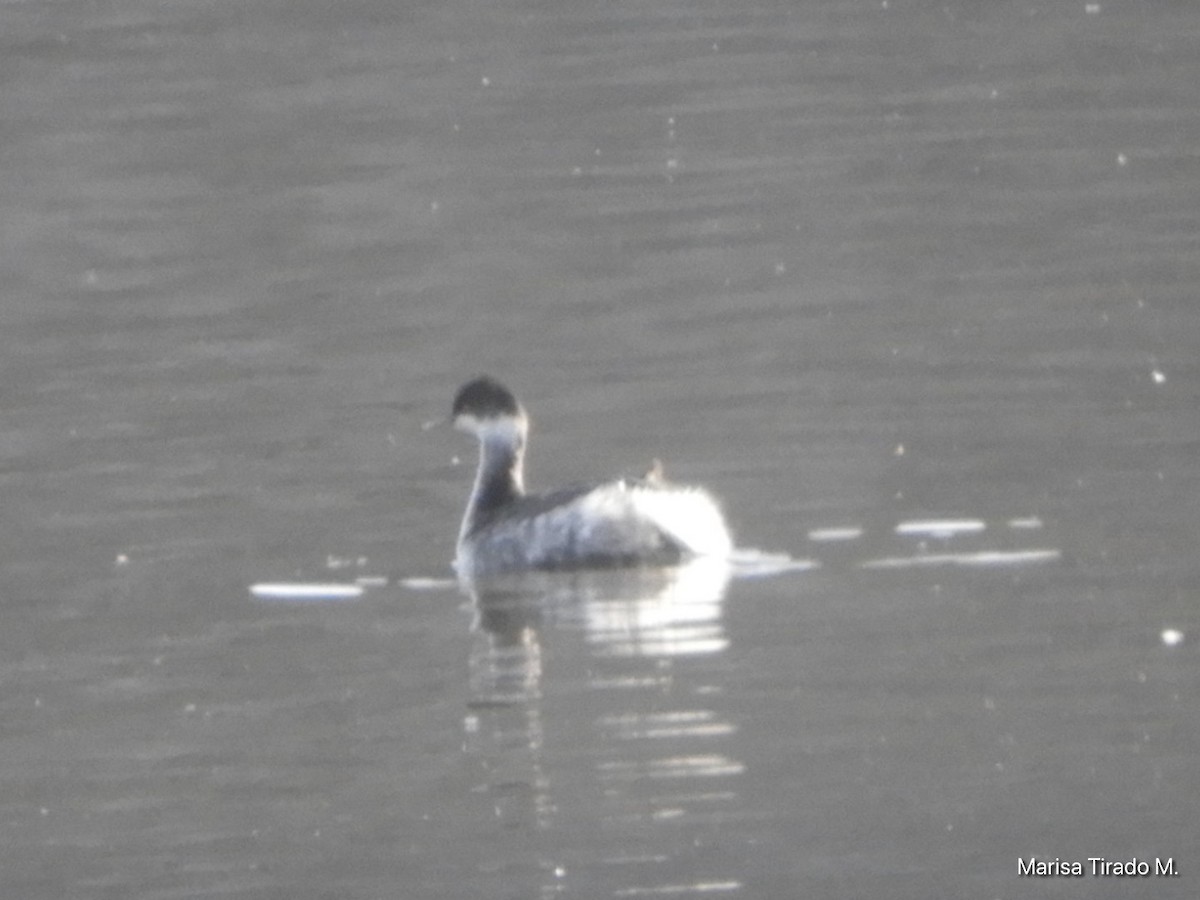 Eared Grebe - ML646969453