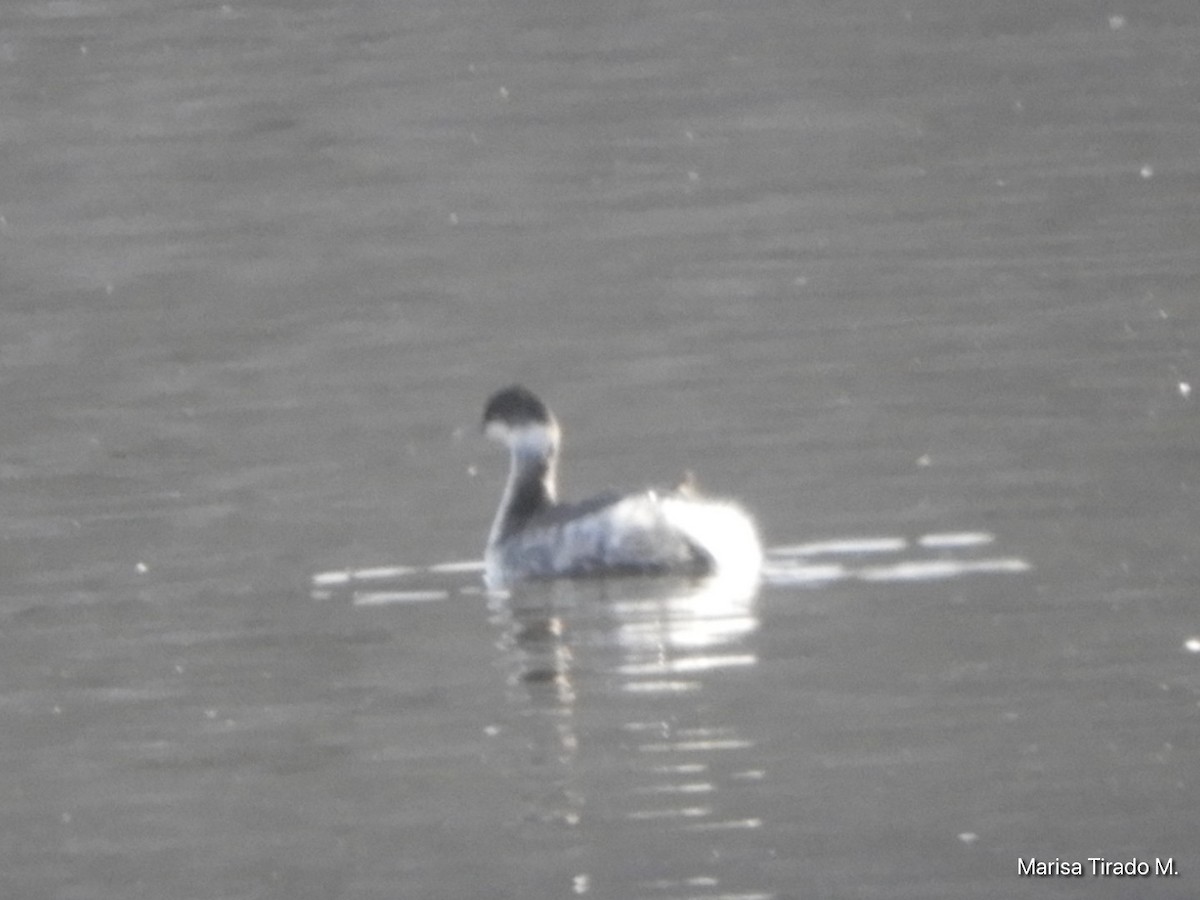 Eared Grebe - ML646969454