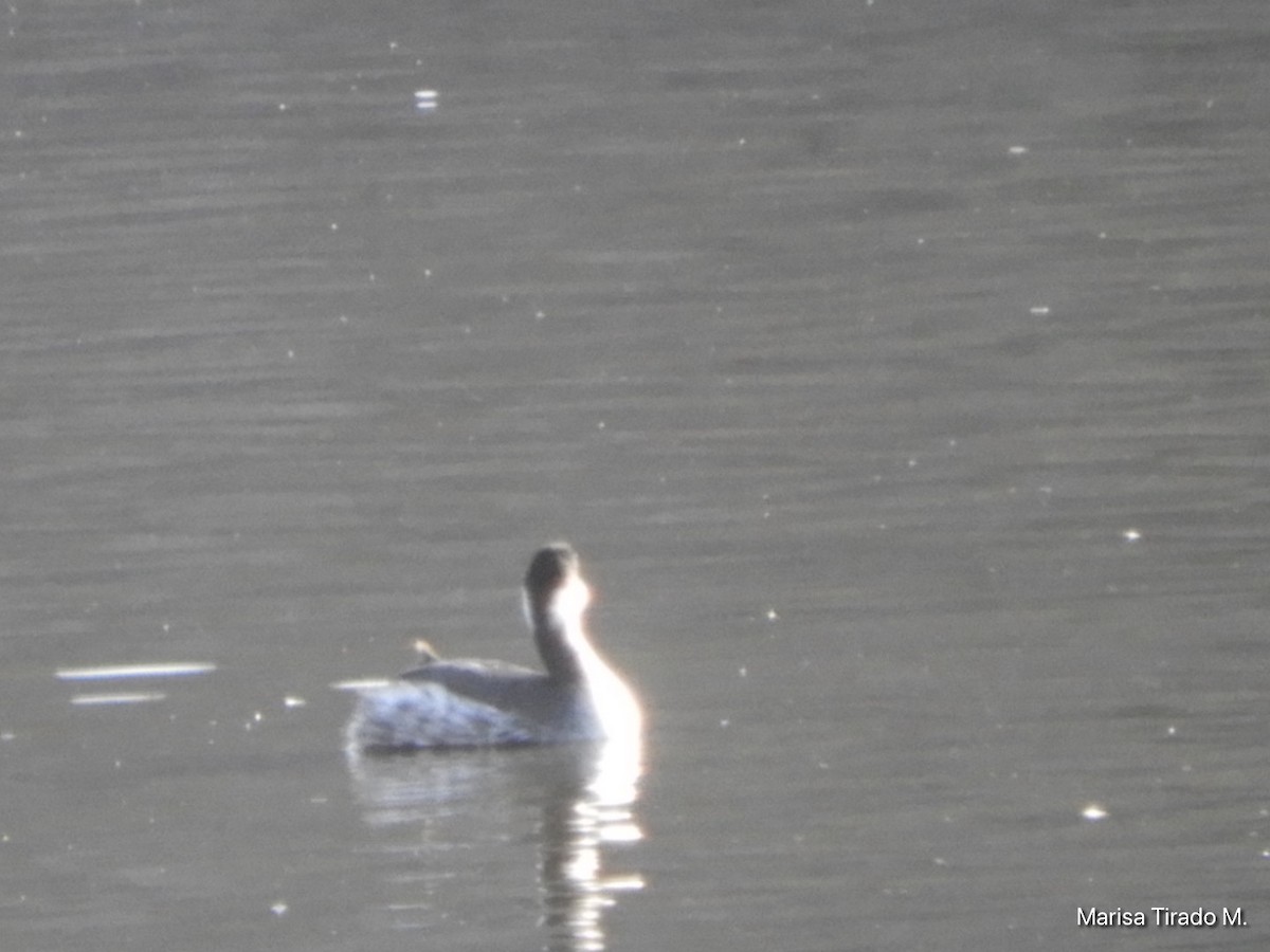 Eared Grebe - ML646969455