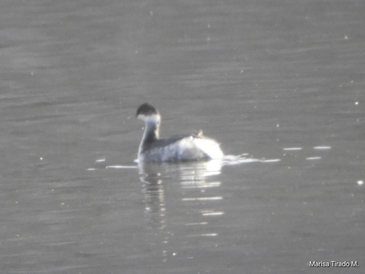 Eared Grebe - ML646969456
