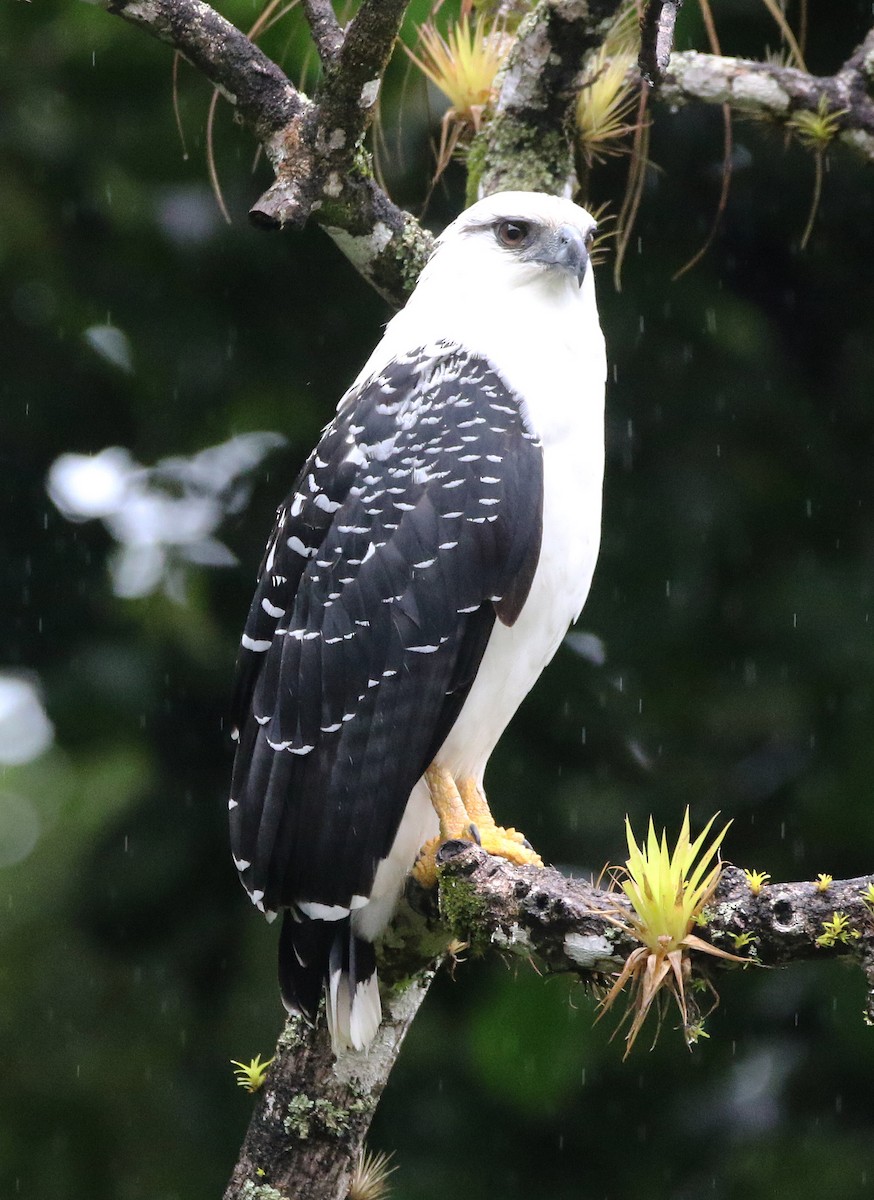 White Hawk - ML646969457