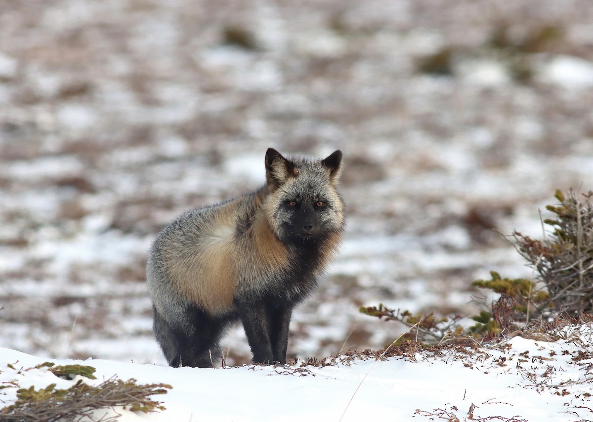 Red Fox - ML646969458