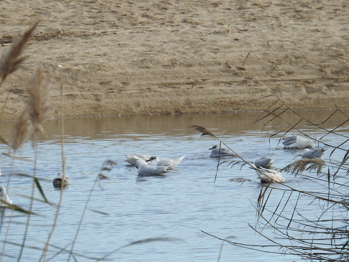 Mediterranean Gull - ML646969461