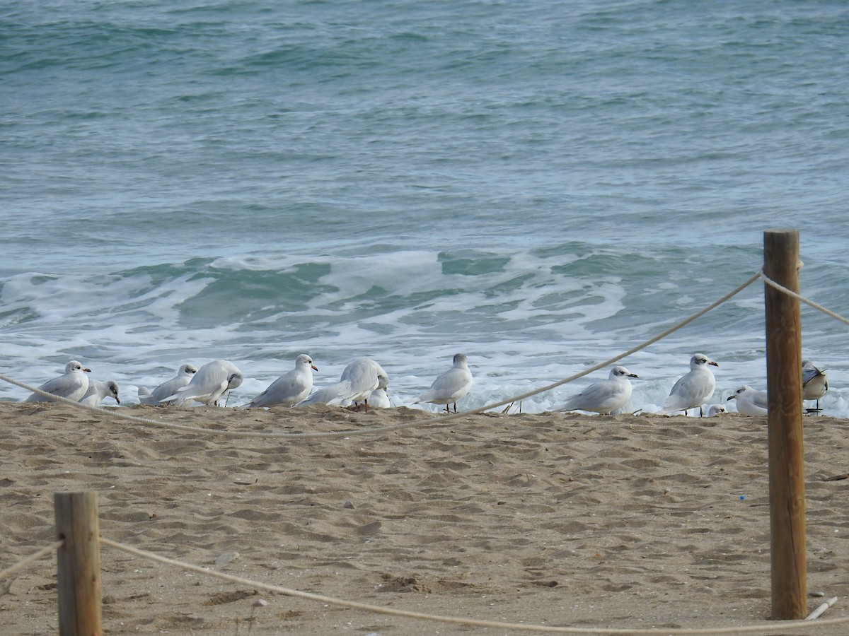 Mediterranean Gull - ML646969462