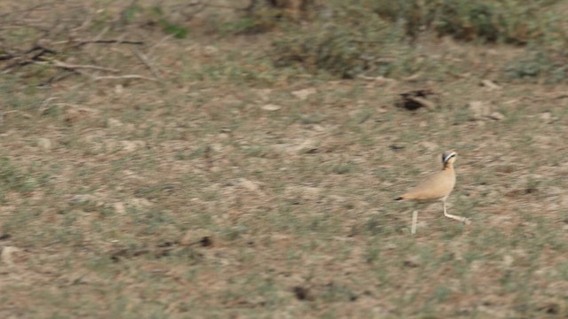 Бігунець пустельний - ML646969466