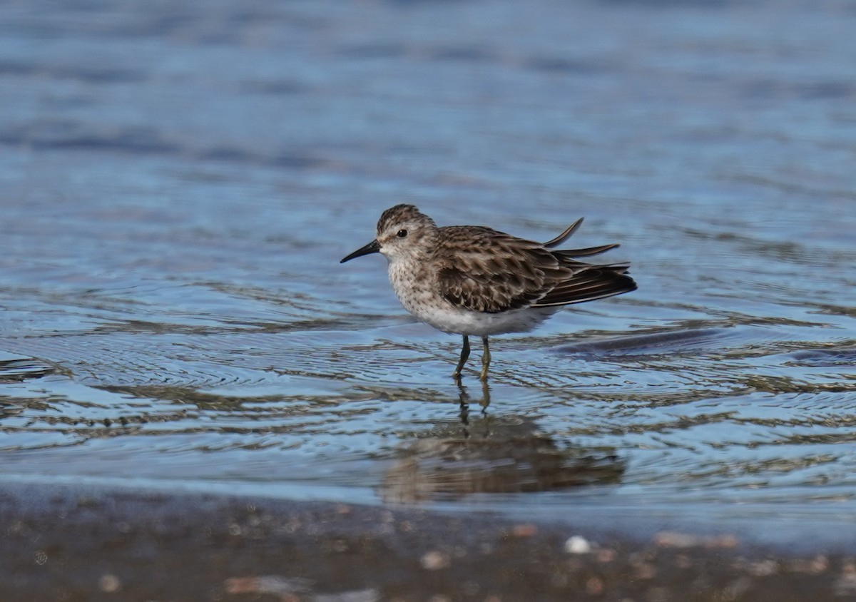 Least Sandpiper - ML646969474