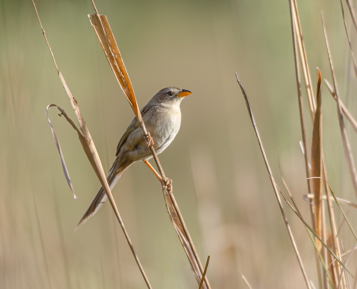 Keilschwanz-Grastangare - ML646969477