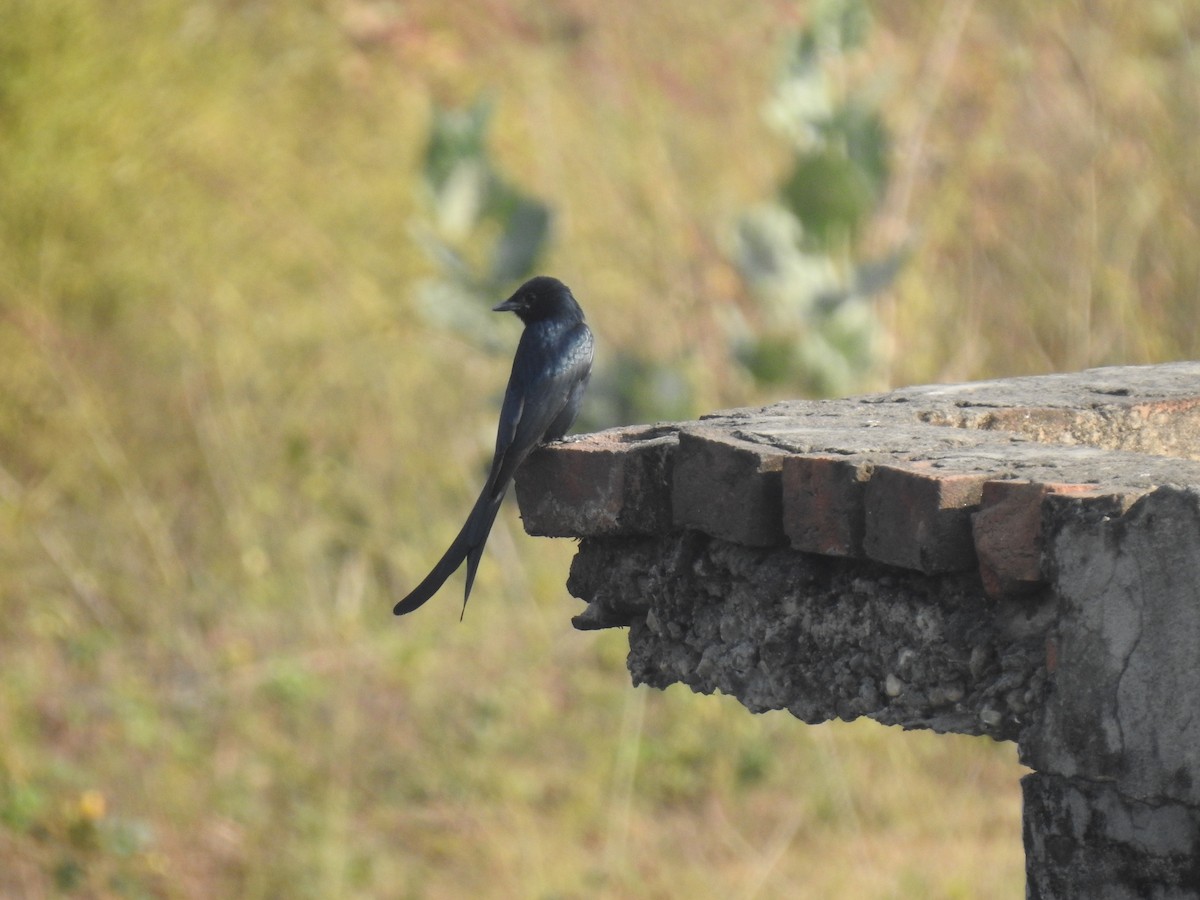 Black Drongo - ML646969484