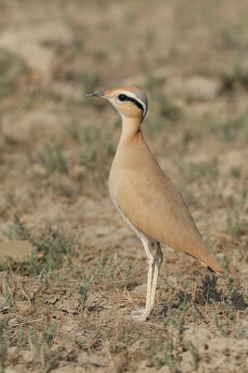 Бігунець пустельний - ML646969485