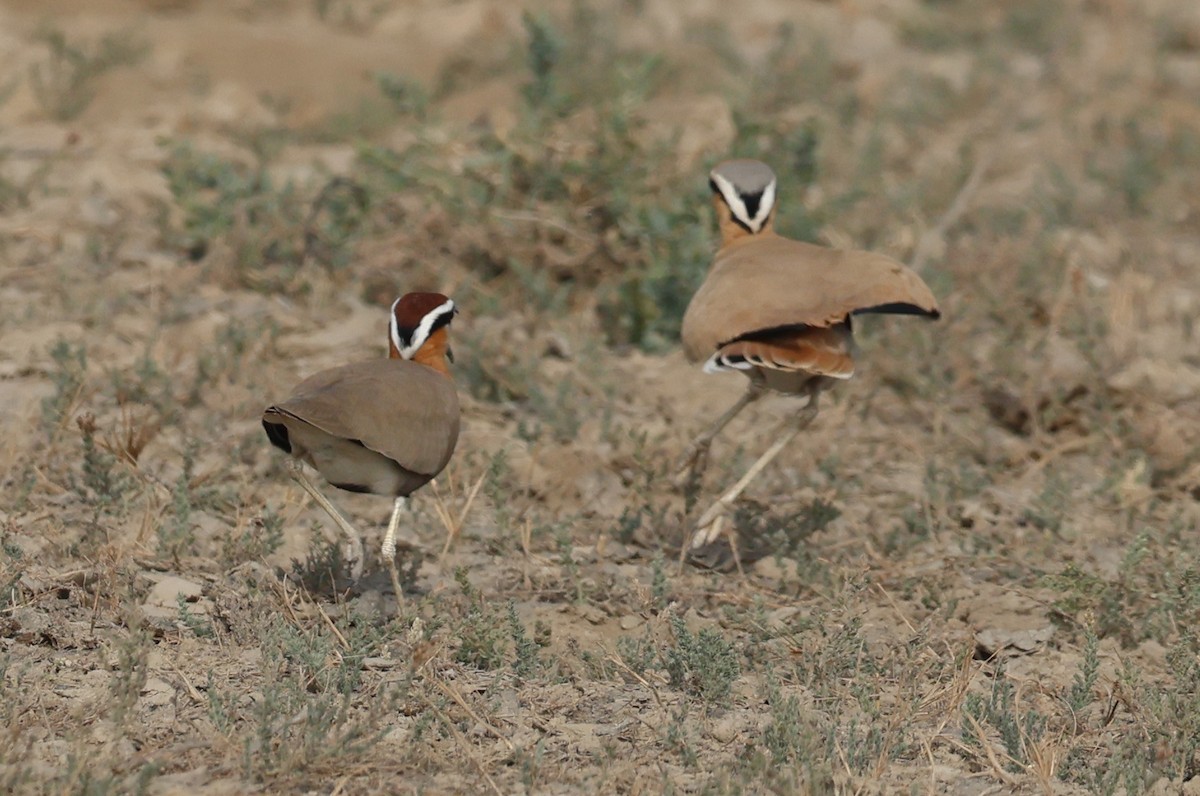 Бігунець пустельний - ML646969486