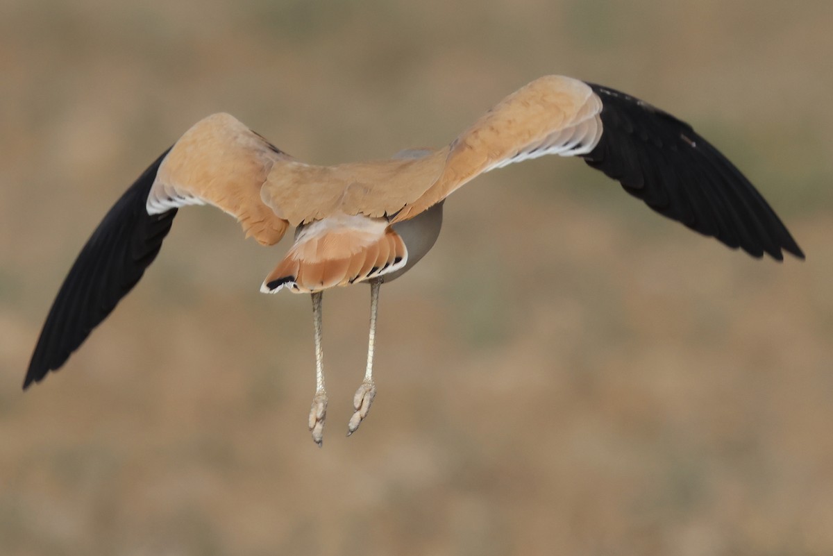 Бігунець пустельний - ML646969488